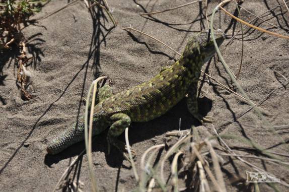 Lagarto amarelo sem metade do rabo, em trilha na Península Valdés, no litoral da  patagônia argentina